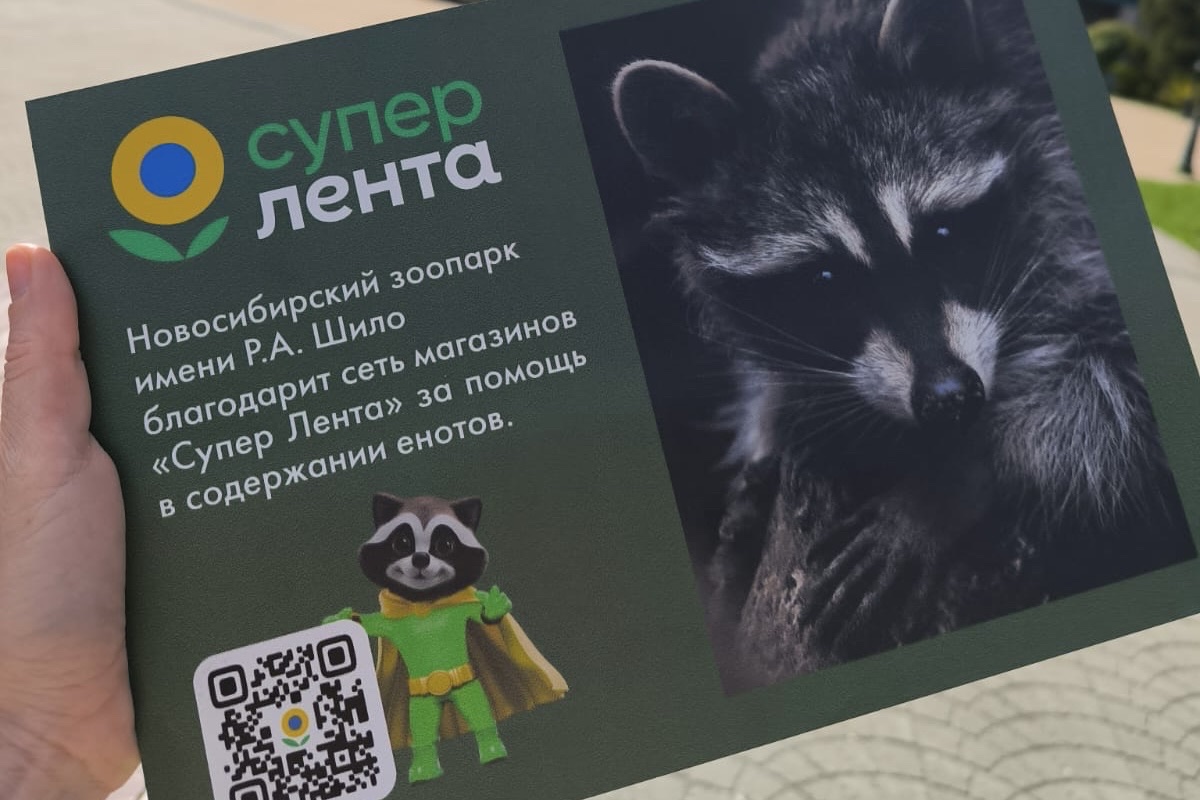 Под защитой: «Супер Лента» взяла под опеку енотов